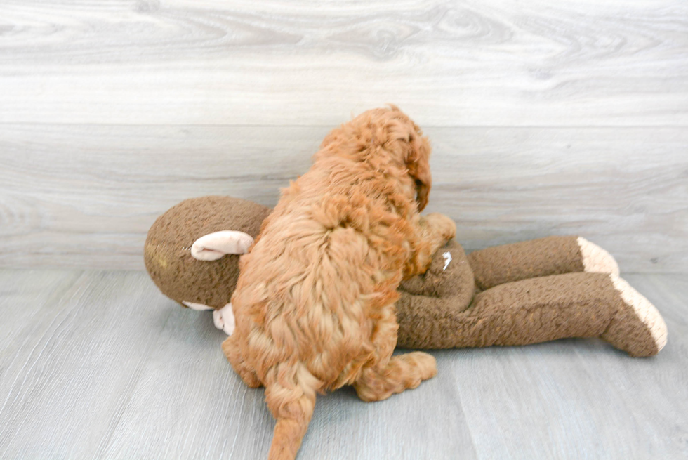 Best Mini Goldendoodle Baby