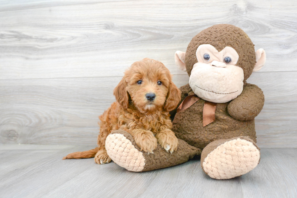 Adorable Golden Retriever Poodle Mix Puppy