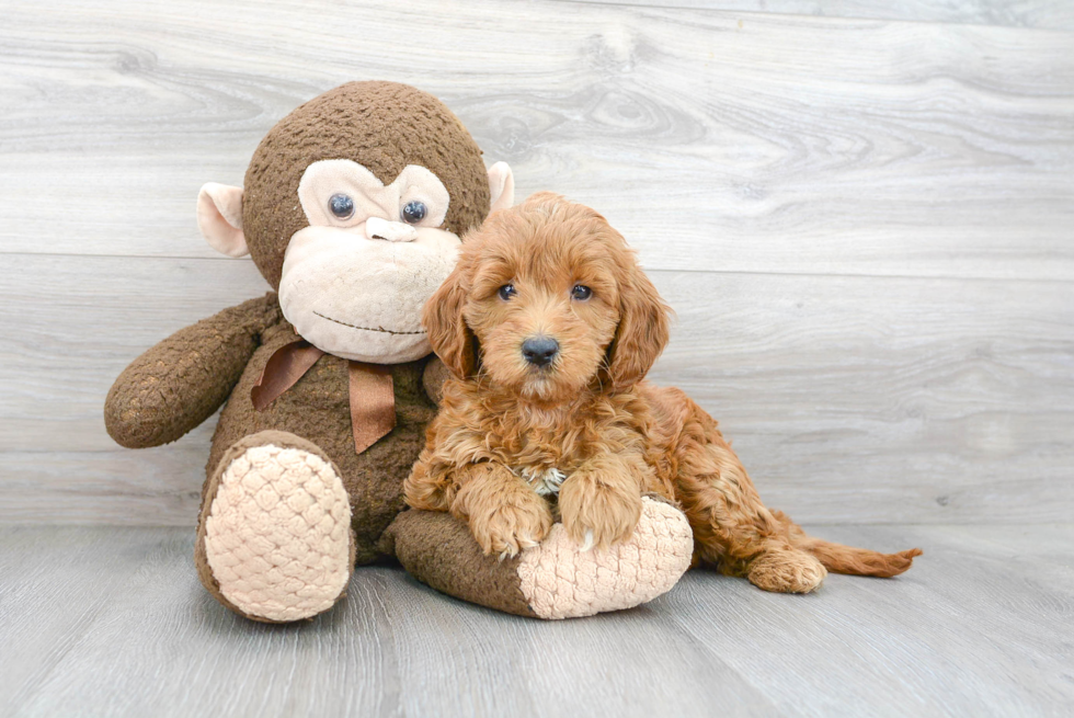 Mini Goldendoodle Pup Being Cute