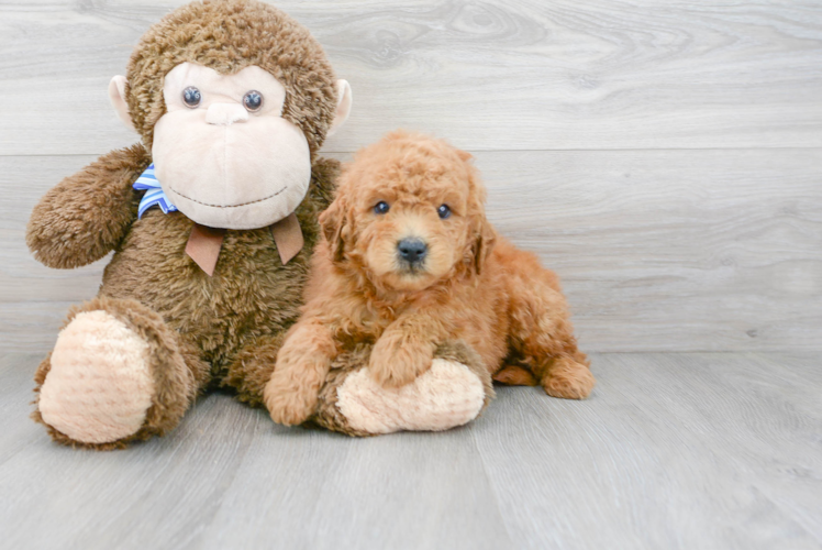 Smart Mini Goldendoodle Poodle Mix Pup