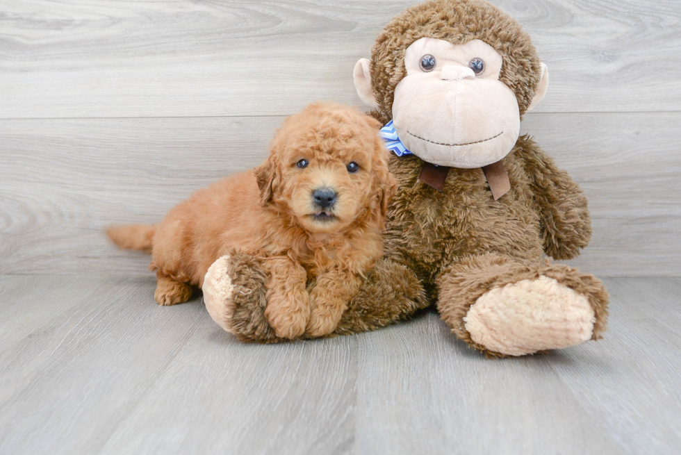 Best Mini Goldendoodle Baby