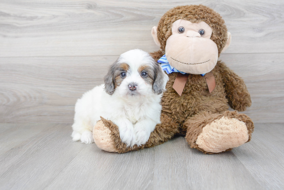 Small Mini Goldendoodle Baby