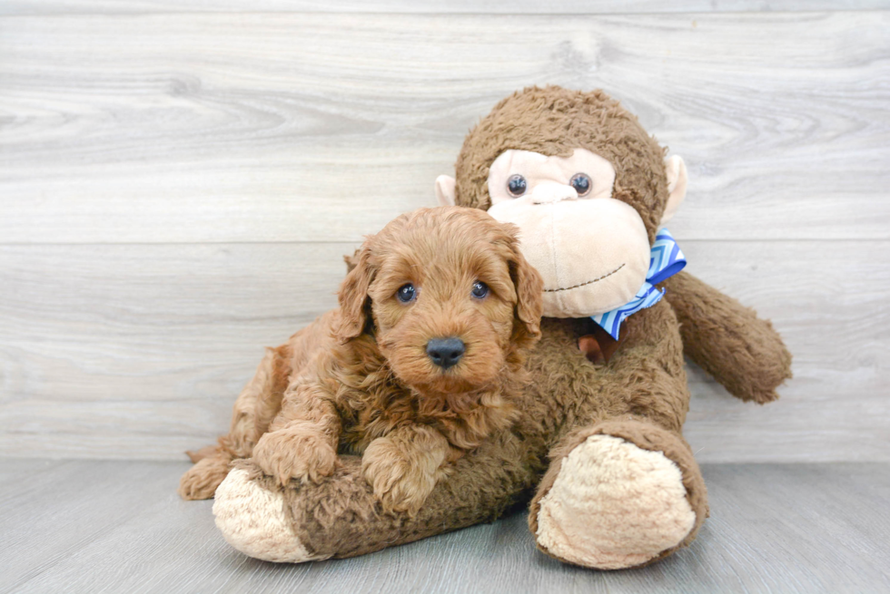 Petite Mini Goldendoodle Poodle Mix Pup