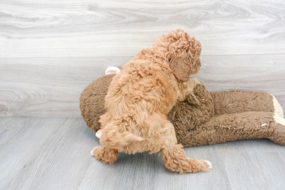 Hypoallergenic Golden Retriever Poodle Mix Puppy