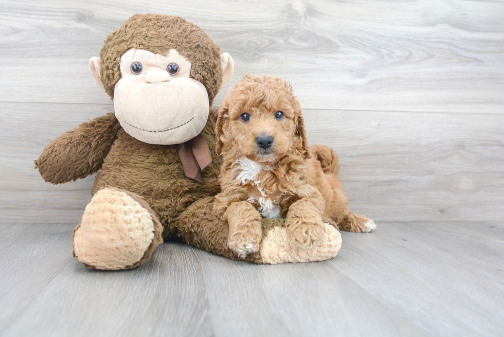 Best Mini Goldendoodle Baby