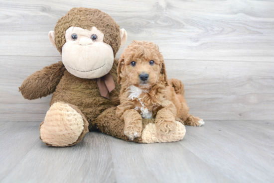 Best Mini Goldendoodle Baby