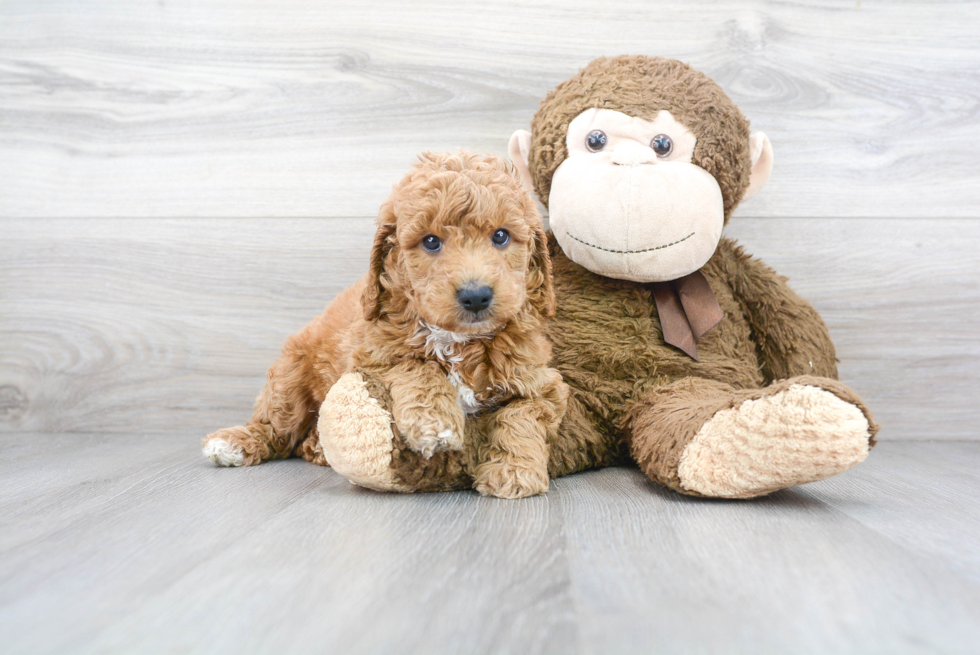 Mini Goldendoodle Puppy for Adoption