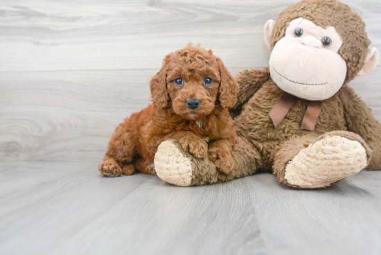 Cute Mini Goldendoodle Baby