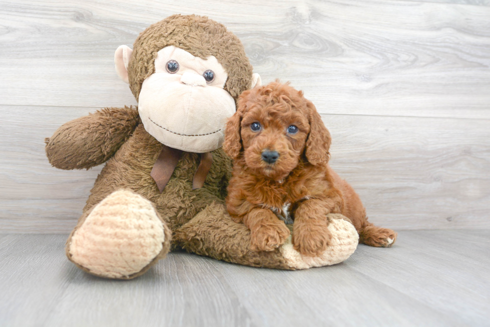 Playful Golden Retriever Poodle Mix Puppy