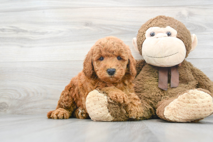 Playful Golden Retriever Poodle Mix Puppy