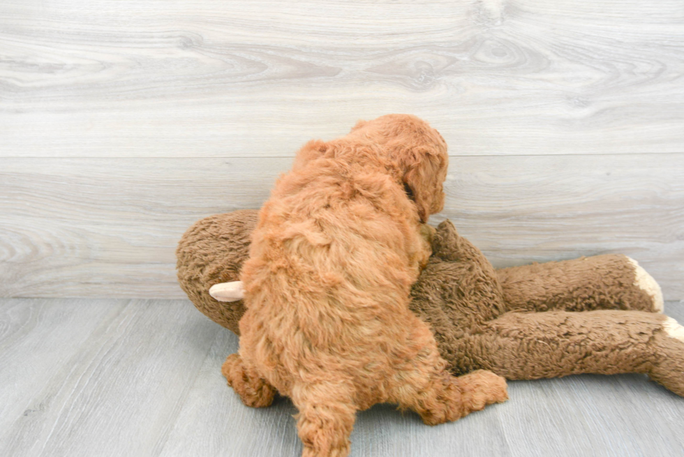 Fluffy Mini Goldendoodle Poodle Mix Pup