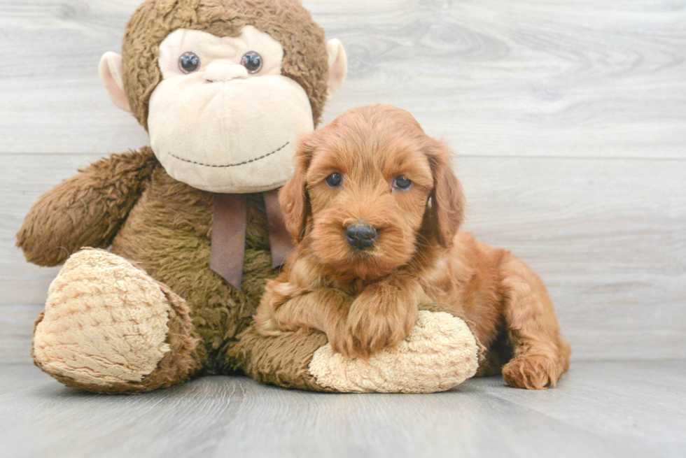 Funny Mini Goldendoodle Poodle Mix Pup