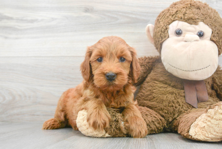 Mini Goldendoodle Pup Being Cute