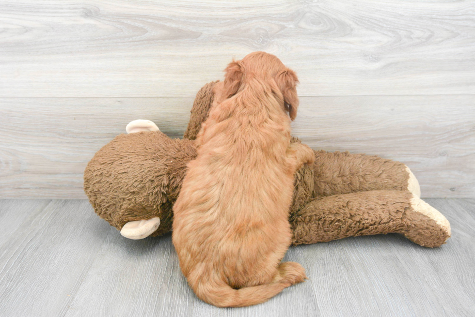 Adorable Golden Retriever Poodle Mix Puppy