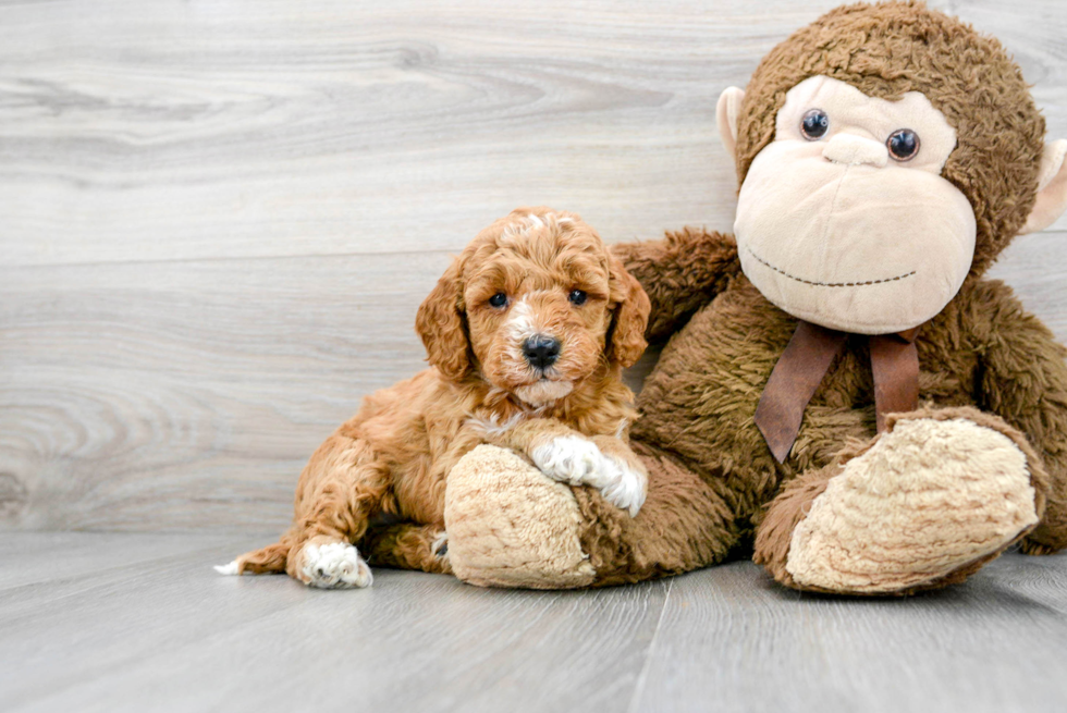 Best Mini Goldendoodle Baby