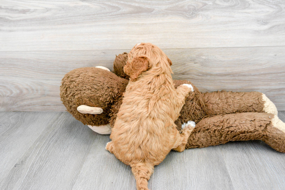 Mini Goldendoodle Pup Being Cute