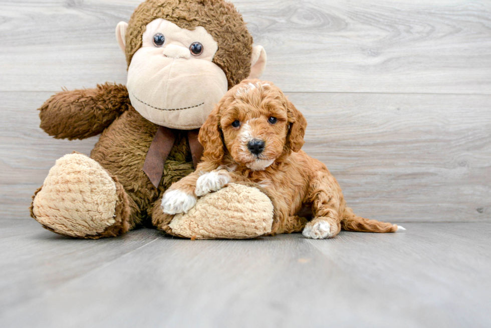 Mini Goldendoodle Puppy for Adoption