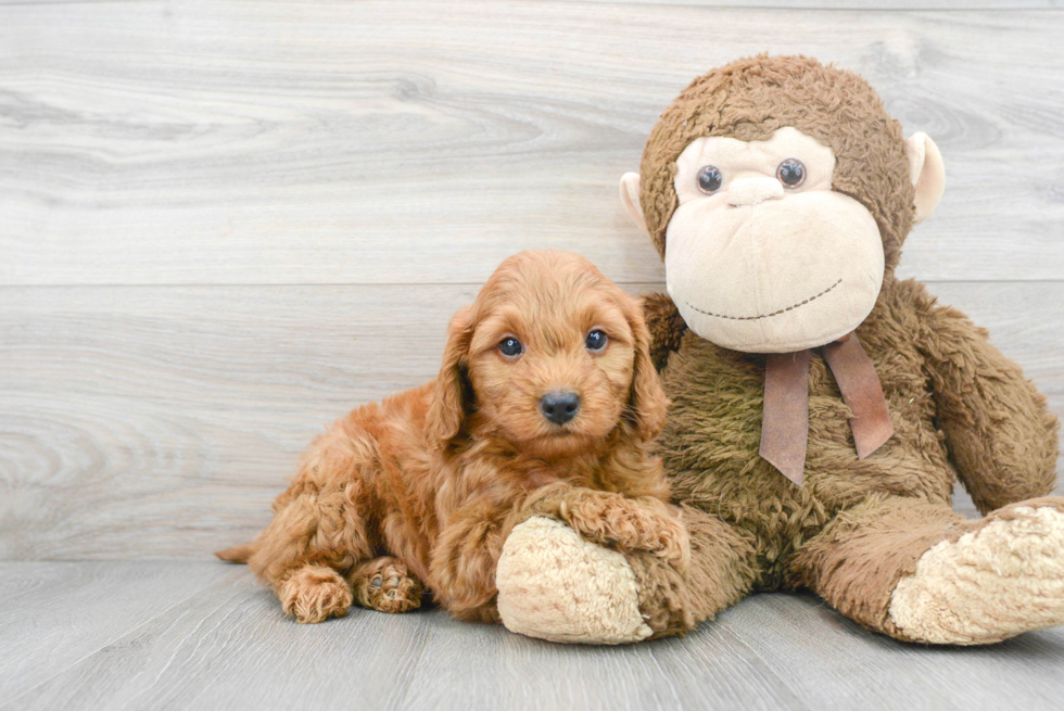 Mini Goldendoodle Puppy for Adoption