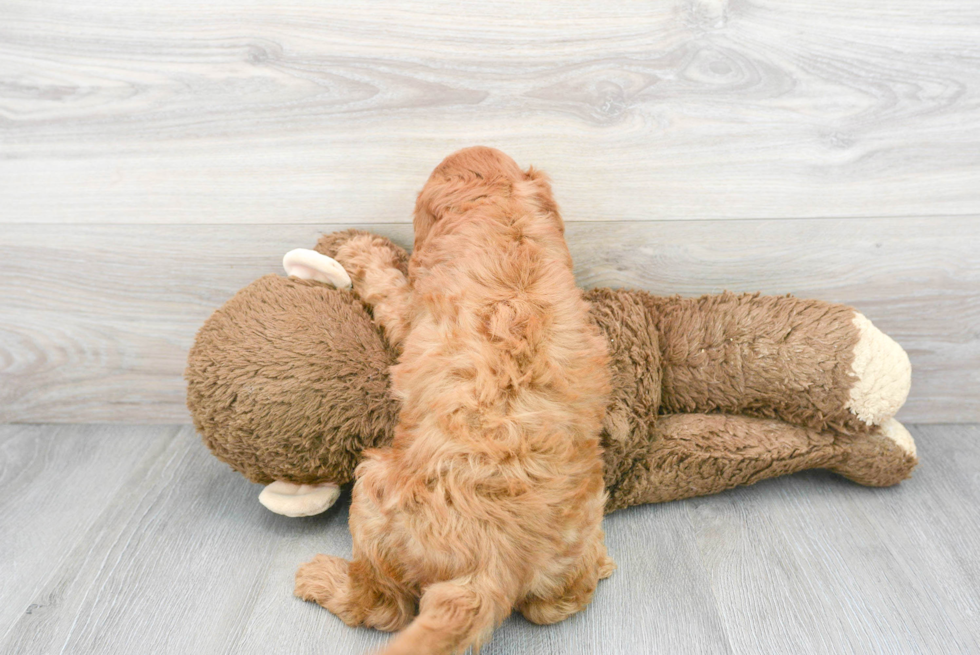 Adorable Golden Retriever Poodle Mix Puppy