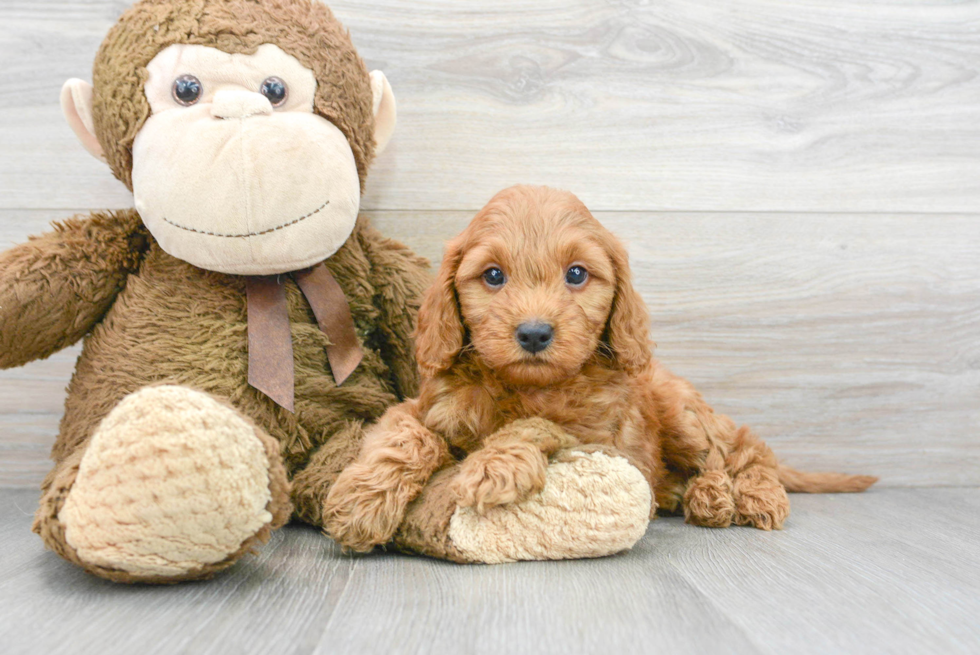 Adorable Golden Retriever Poodle Mix Puppy