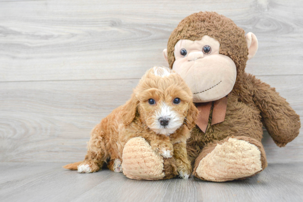 Playful Golden Retriever Poodle Mix Puppy