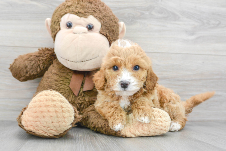 Friendly Mini Goldendoodle Baby