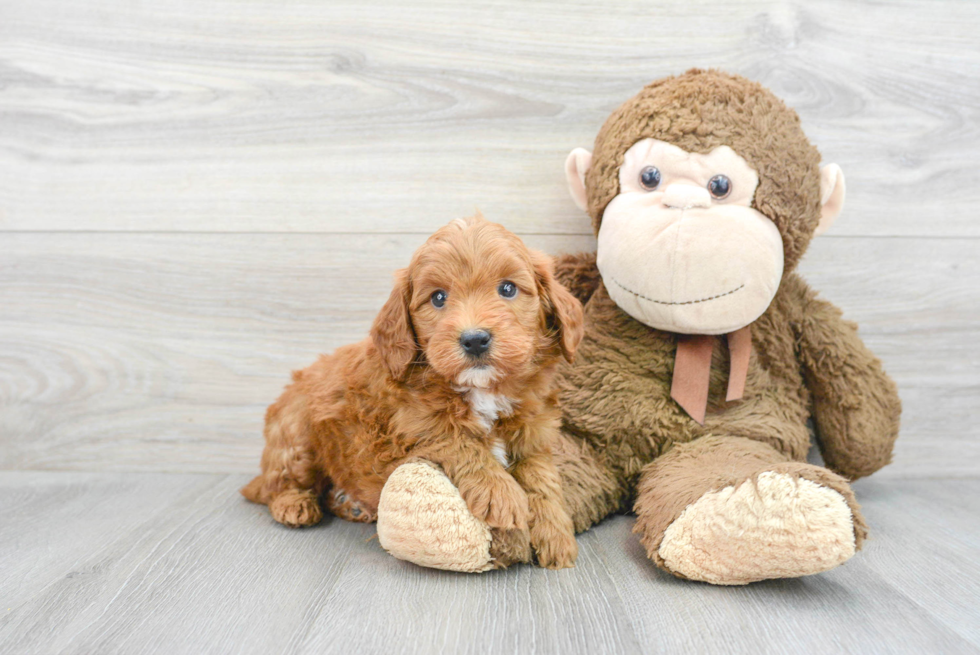 Funny Mini Goldendoodle Poodle Mix Pup