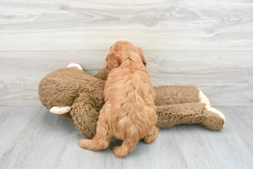 Funny Mini Goldendoodle Poodle Mix Pup