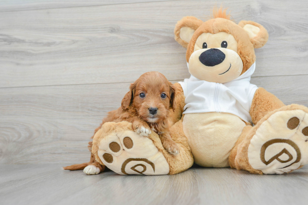 Mini Goldendoodle Puppy for Adoption