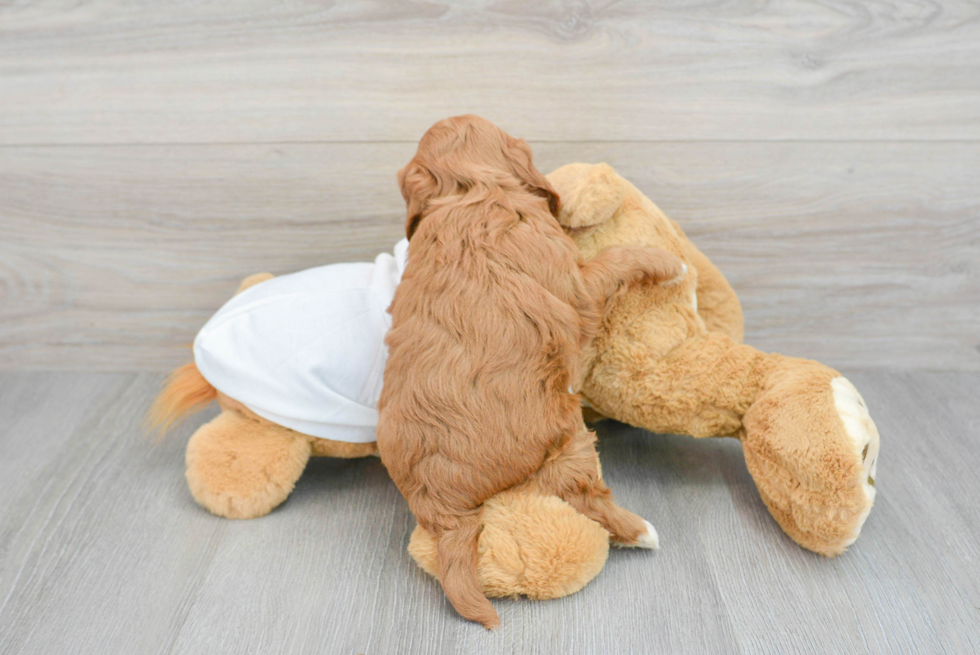 Mini Goldendoodle Pup Being Cute