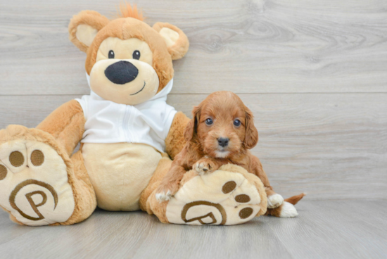 Playful Golden Retriever Poodle Mix Puppy