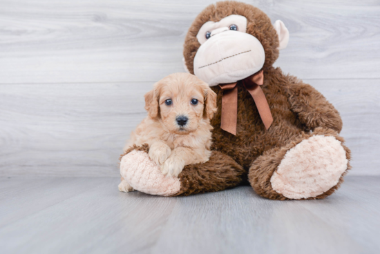 Petite Mini Goldendoodle Poodle Mix Pup