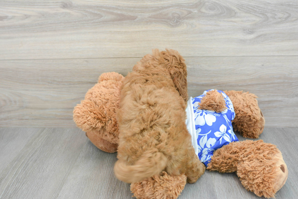Little Golden Retriever Poodle Mix Puppy
