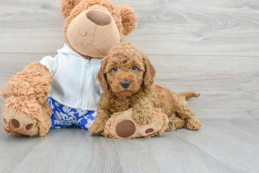 Mini Goldendoodle Pup Being Cute