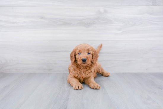 Mini Goldendoodle Pup Being Cute