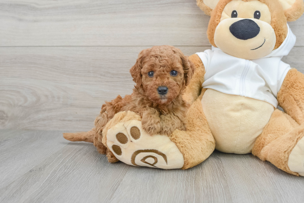 Smart Mini Goldendoodle Poodle Mix Pup