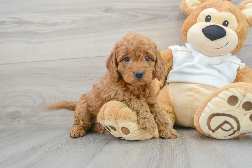 Best Mini Goldendoodle Baby