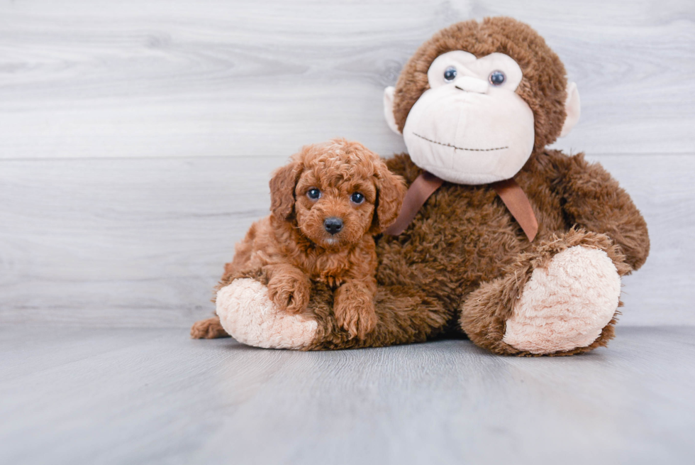 Mini Goldendoodle Puppy for Adoption