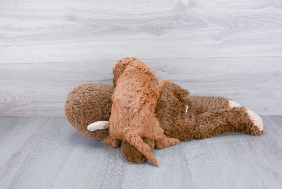 Adorable Golden Retriever Poodle Mix Puppy