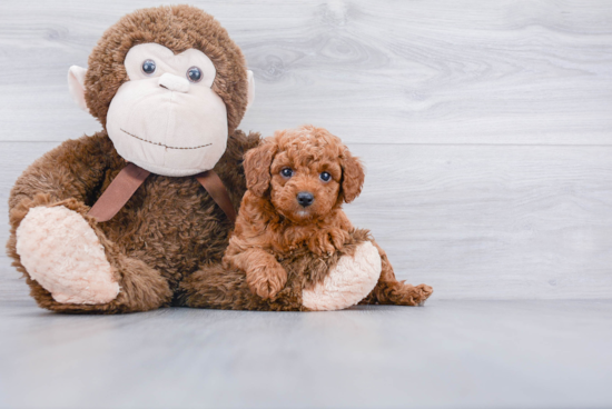 Playful Golden Retriever Poodle Mix Puppy