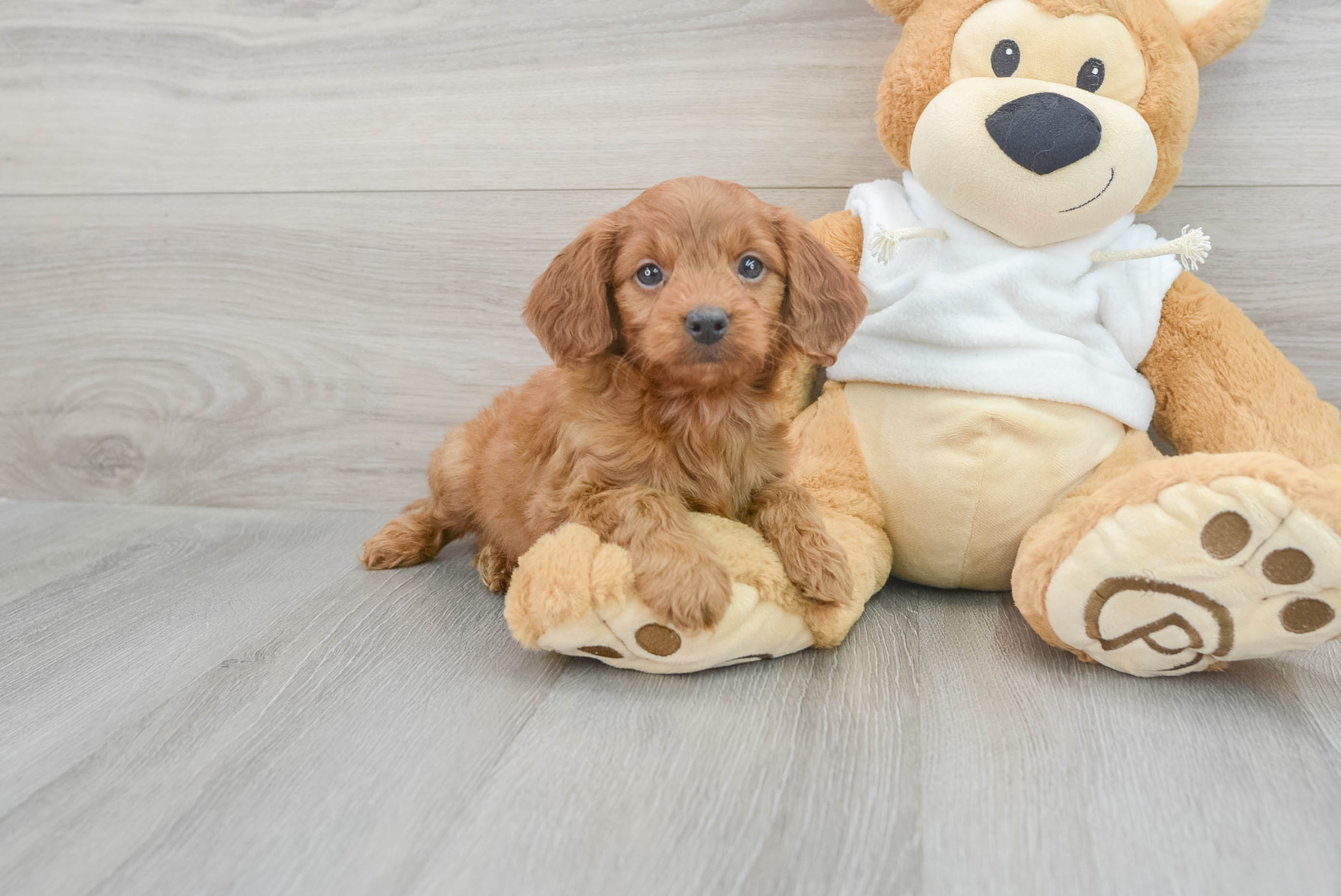 Mini Goldendoodle Puppy for Adoption