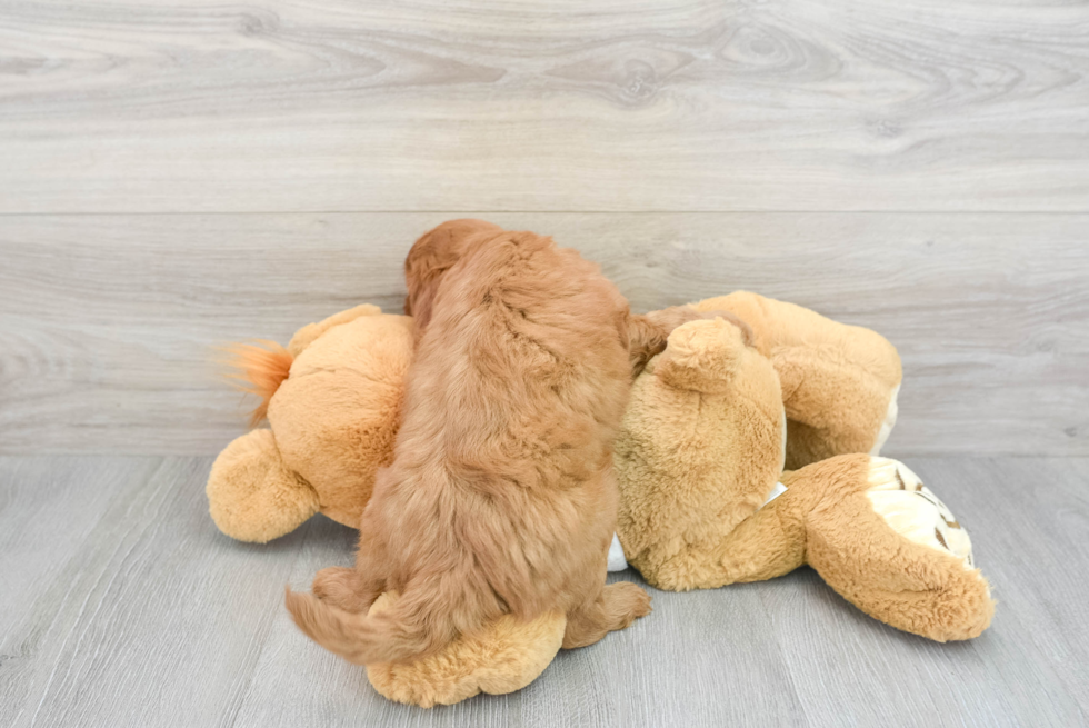 Cute Mini Goldendoodle Baby