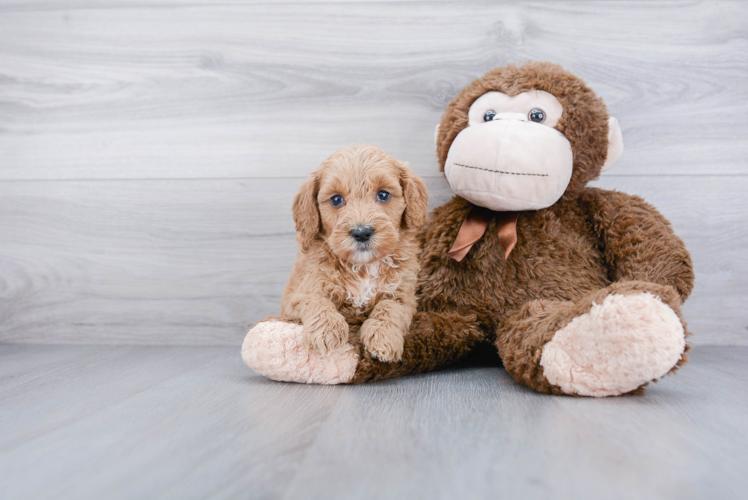 Best Mini Goldendoodle Baby