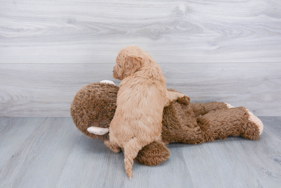 Hypoallergenic Golden Retriever Poodle Mix Puppy