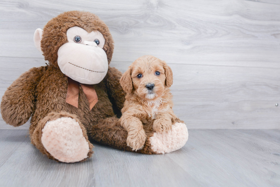 Petite Mini Goldendoodle Poodle Mix Pup