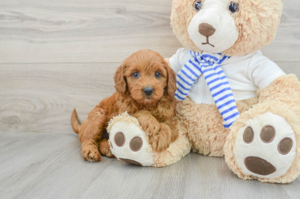 6 week old Mini Goldendoodle Puppy For Sale - Premier Pups