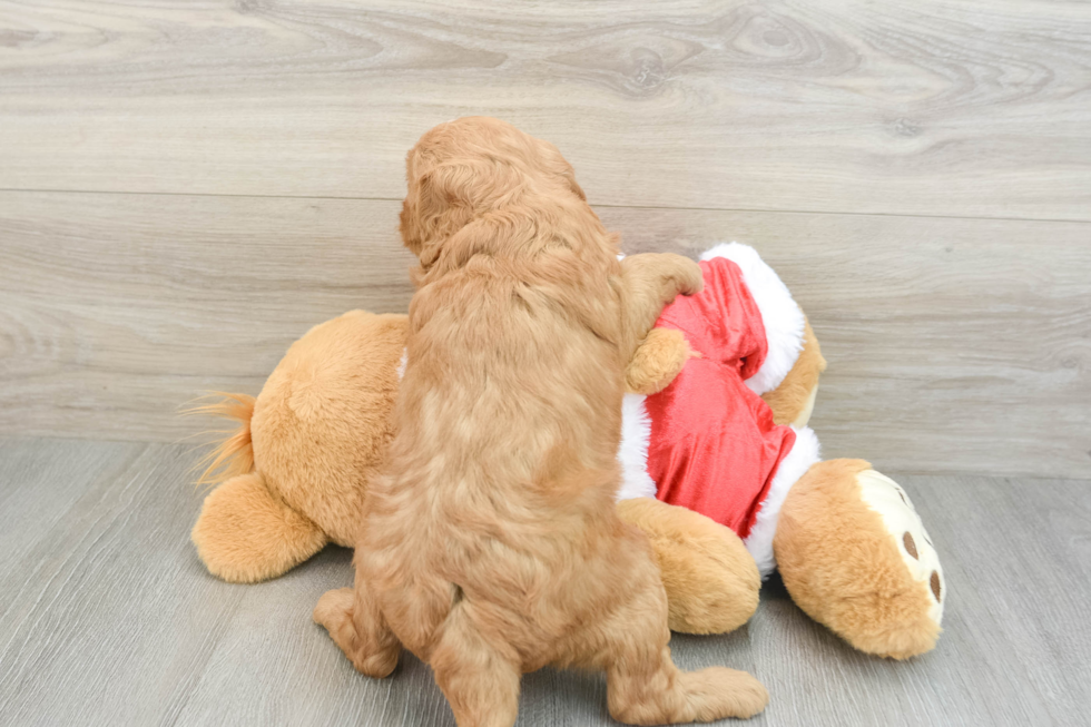 Cute Mini Goldendoodle Baby