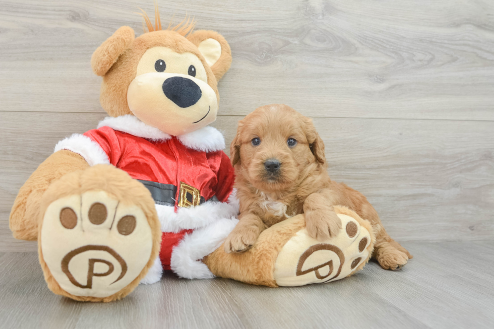 Mini Goldendoodle Puppy for Adoption