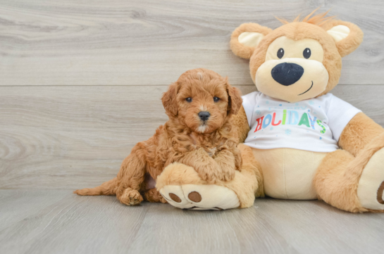 Petite Mini Goldendoodle Poodle Mix Pup