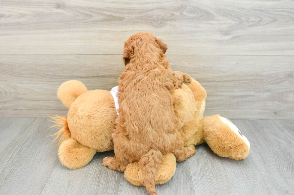 Mini Goldendoodle Pup Being Cute